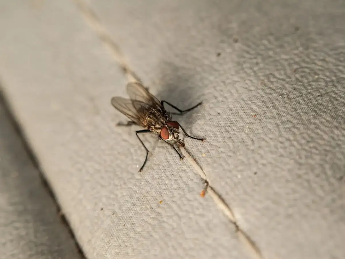 Jak pozbyć się much z tarasu? 3 kroki do spokoju!