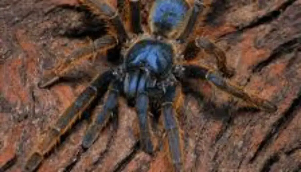 Co robią pająki? Fascynujące zachowania i ich rola w ekosystemie