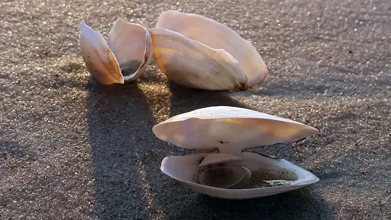 Jakie muszle występują w Bałtyku - poznaj niezwykłe gatunki muszli