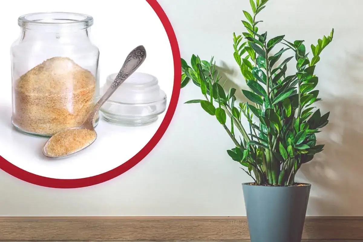 Nawóz z żelatyny do jakich kwiatów? Odkryj najlepsze rośliny do nawożenia