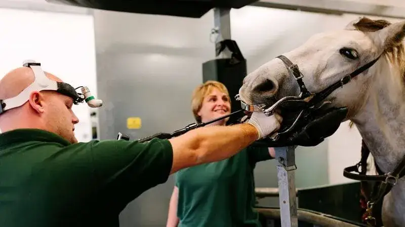 Ile zarabia weterynarz po studiach? Zaskakujące różnice w wynagrodzeniach