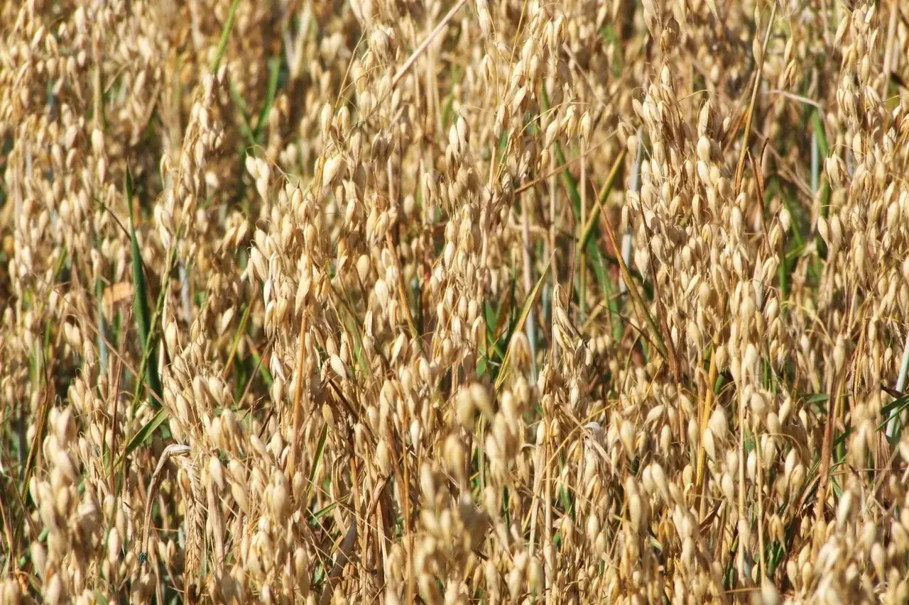 Nawożenie owsa wiosną: Zwiększ plon i jakość ziarna!