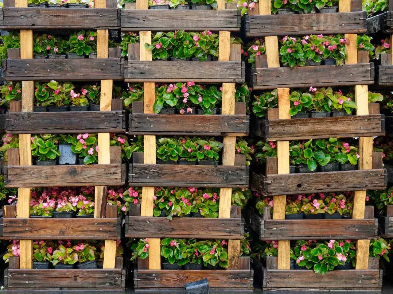 Drewniane skrzynki z kwiatami, idealne, by stworzyć kwietnik na ścianę. Różowe begonie w doniczkach tworzą zielono-kwiatową mozaikę.