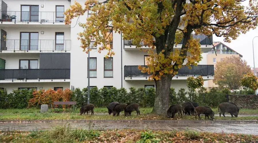 Co robić, gdy dziki na osiedlu stają się zagrożeniem?