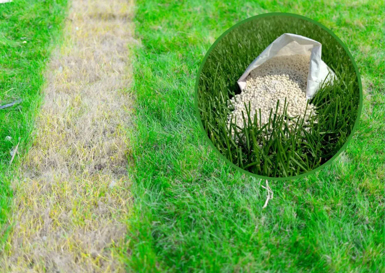 Jak nawozić trawnik? Sekret bujnej zieleni i unikanie błędów