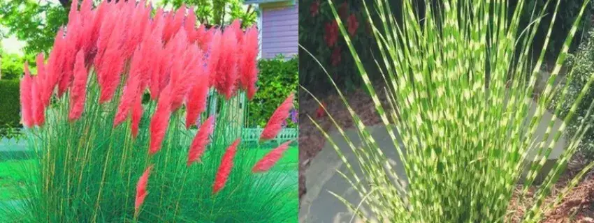 Trawy ozdobne na słabej glebie: sekret pięknego ogrodu