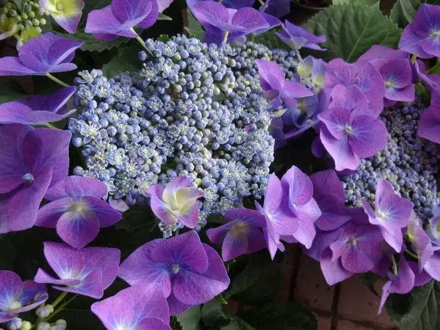 Hortensja ogrodowa: jaka ziemia? Sekret niebieskich i różowych kwiatów