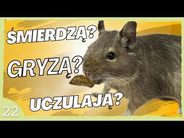 Czy koszatniczka uczula? Rzadkie alergie i co musisz wiedzieć