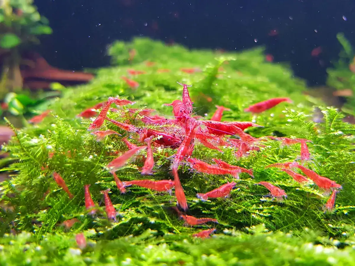 Jak rozmnażają się krewetki red cherry - sekrety udanej hodowli