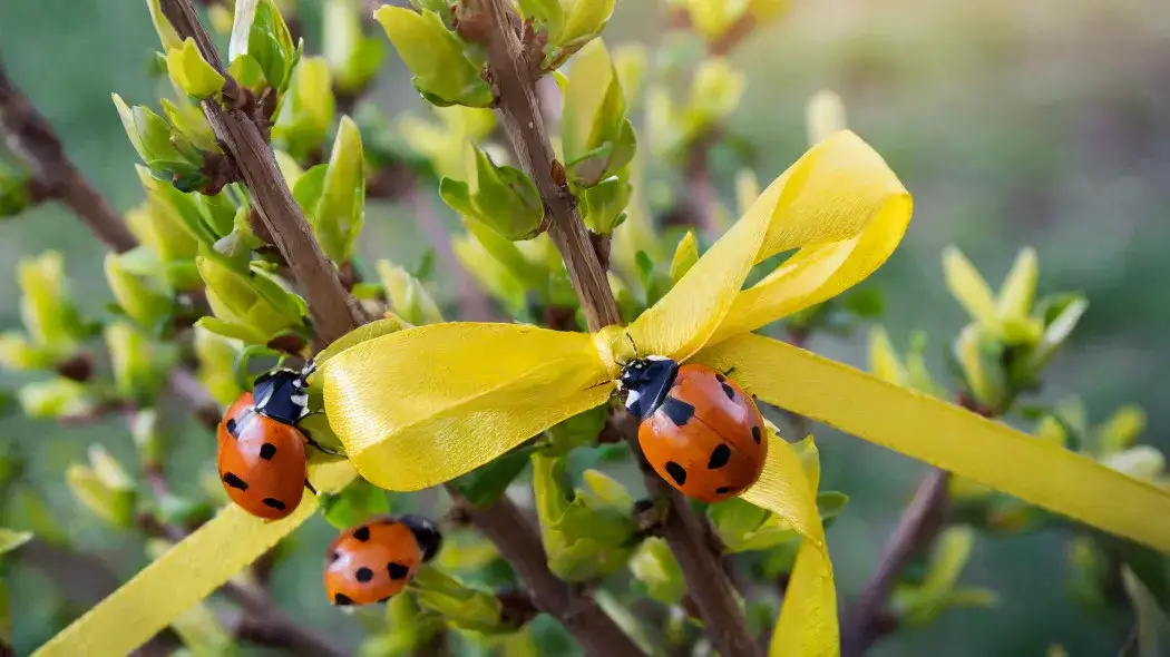 Czym żywią się biedronki i jak wpływają na nasz ogród?