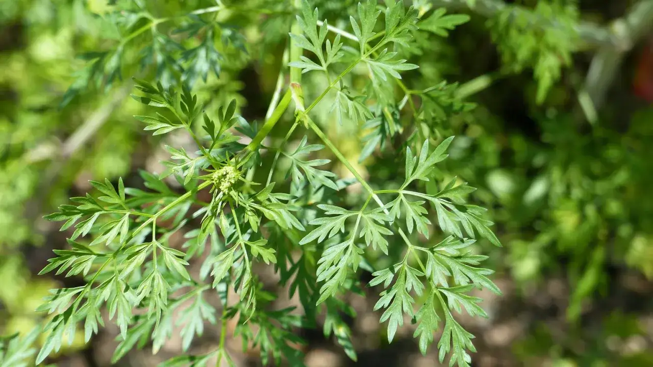 Chwast podobny do pietruszki? 3 kroki do bezpiecznej identyfikacji