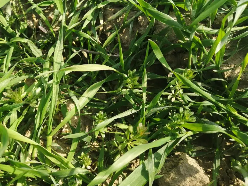 Chwast z rzepami: Jak zwalczyć łopian i przytulię?