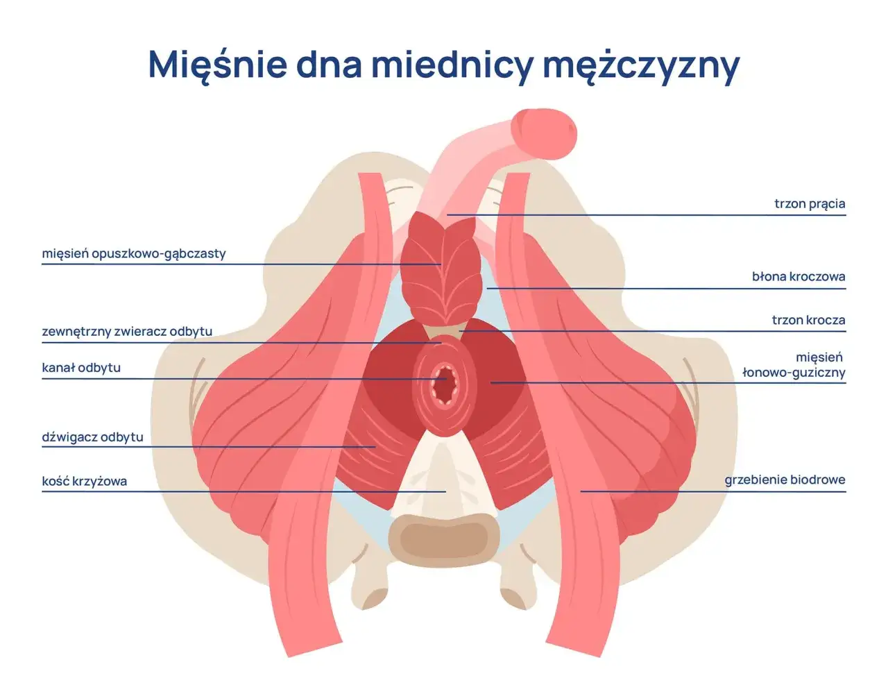 Mięśnie Kegla u mężczyzn: Poprawia erekcję, kontrolę moczu i prostatę
