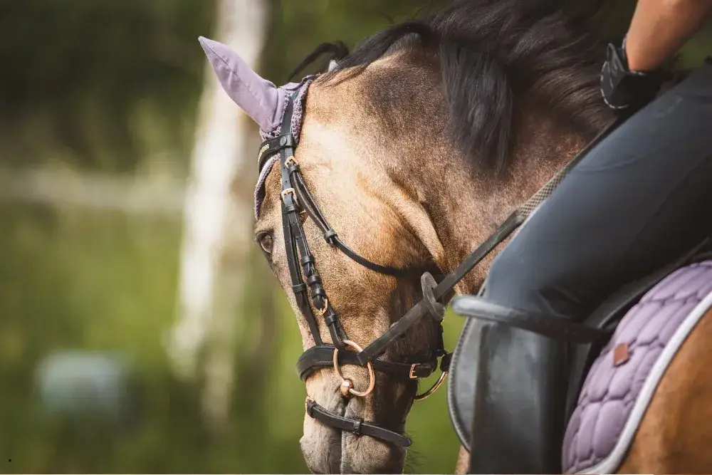 Jak zmierzyć konia pod siodło, aby uniknąć dyskomfortu i bólu