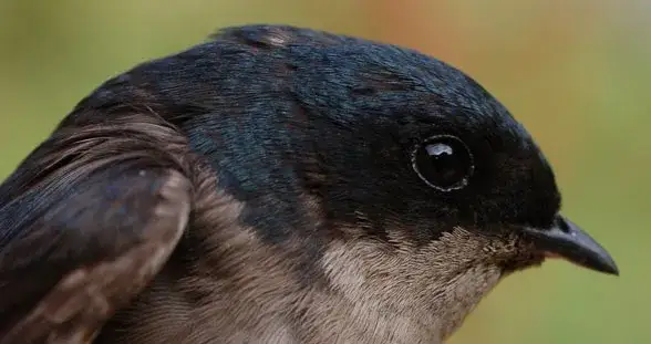 Czy jaskółki naprawdę przynoszą szczęście? Poznaj ich symbolikę i przesądy