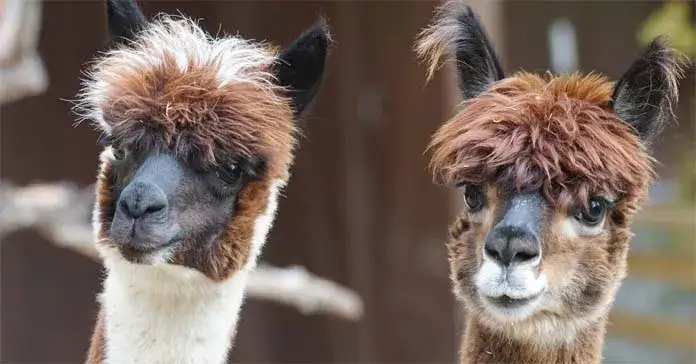 Czy hodowla alpak jest opłacalna? Poznaj ukryte koszty i zyski