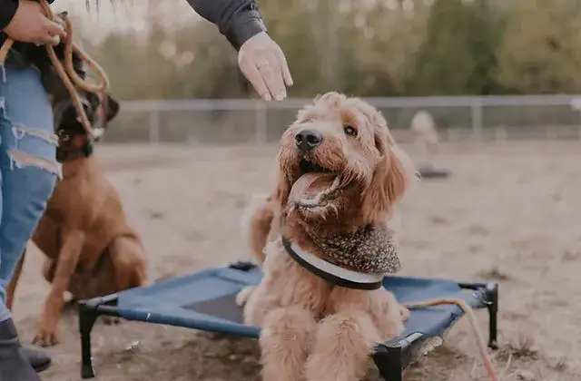 Ile kosztuje behawiorysta dla psa? Zrozumienie cen i usług w Polsce
