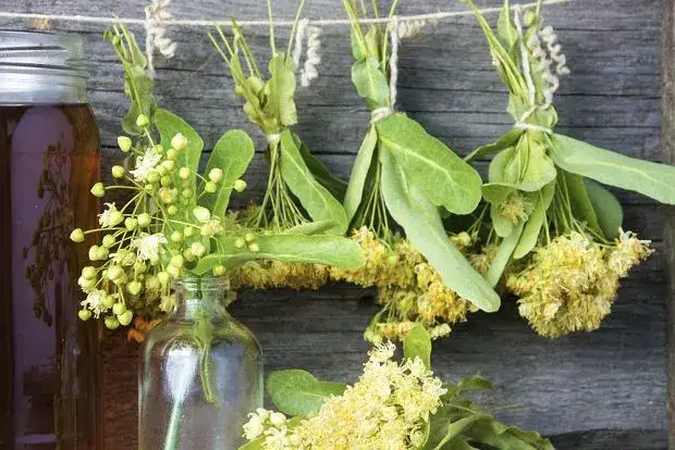 Kwiat lipy kiedy zbierać - uniknij błędów i zbierz w idealnym czasie