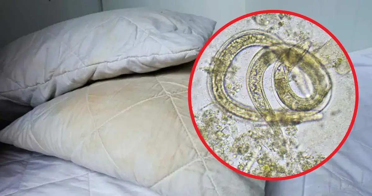 Kiedy zmienić pościel po odrobaczaniu, aby uniknąć reinfekcji?