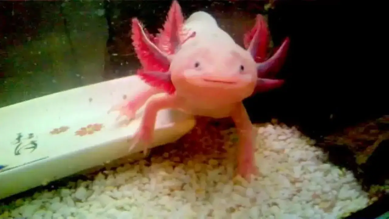 Aksolotl czym się żywi – unikaj błędów w karmieniu i diecie