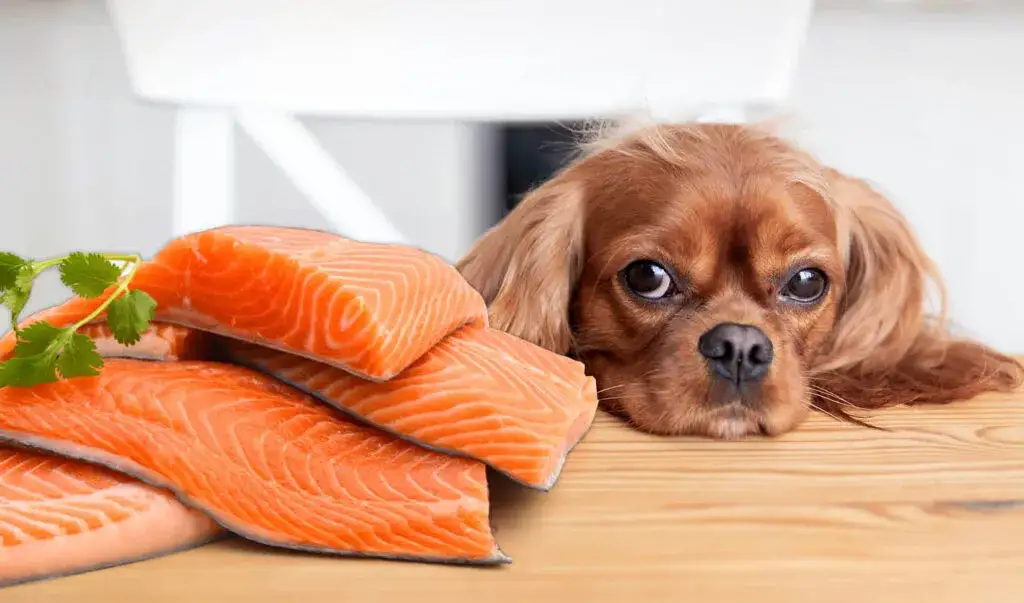 Ryby dla psa: Korzyści i zagrożenia. Jak karmić bezpiecznie?