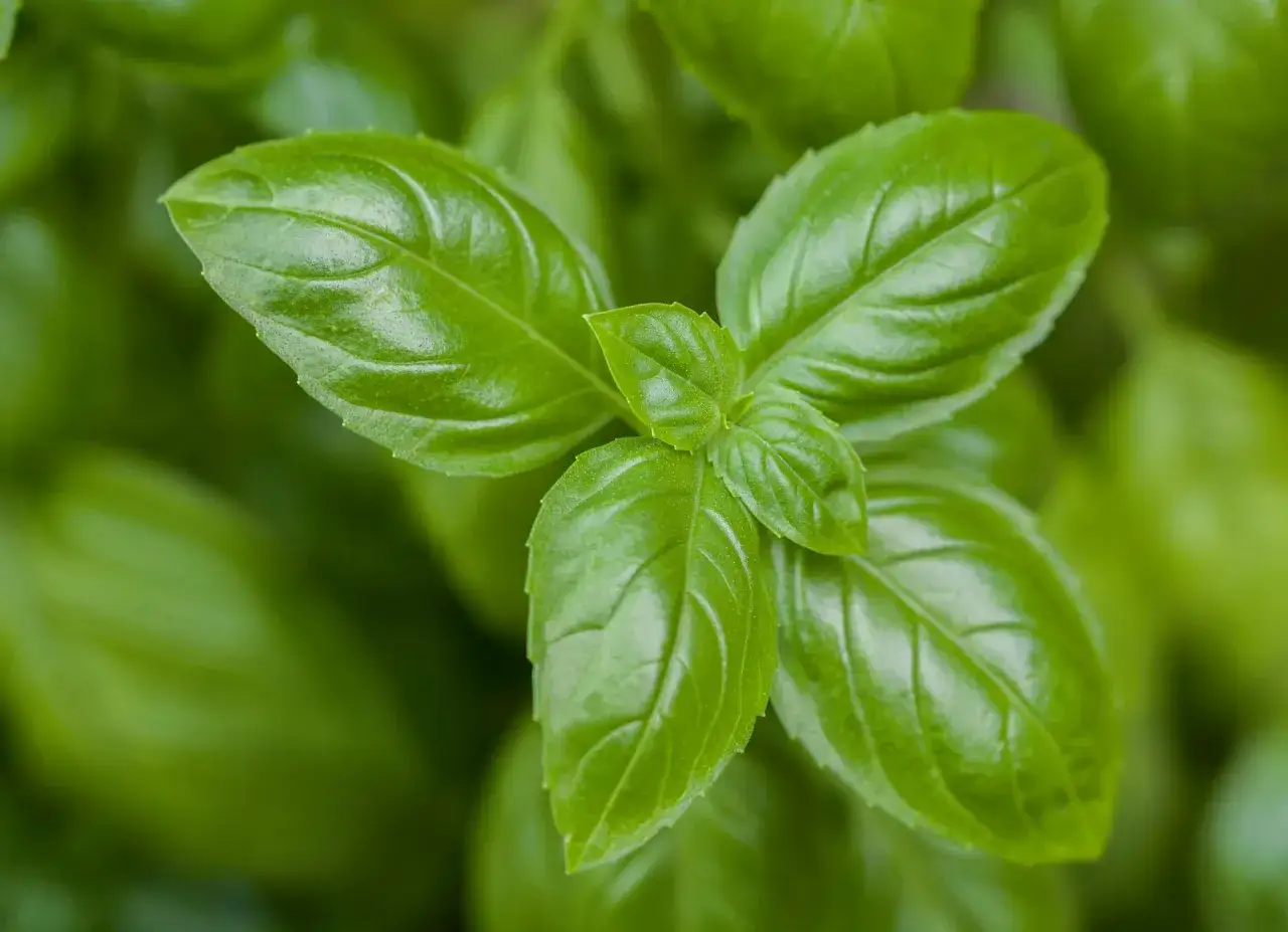 Jakie przyprawy pasują do chleba? Odkryj smaki, które zachwycą