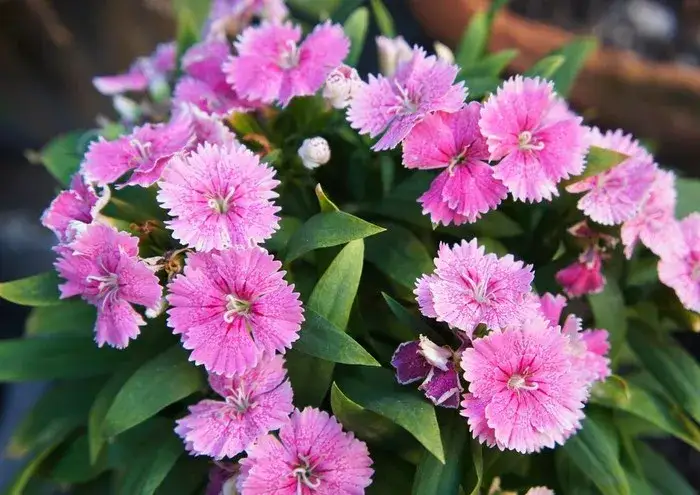 Jak pielęgnować goździki na balkonie, aby zawsze pięknie kwitły