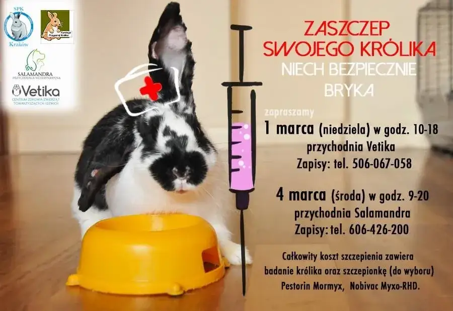 Ile kosztuje wizyta u weterynarza z królikiem? Sprawdź ceny i oszczędzaj