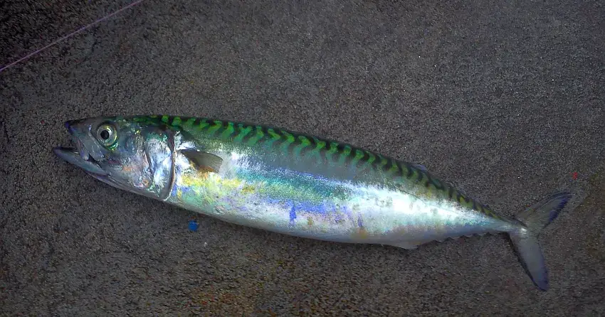 Czy makrela jest w Bałtyku? Sezonowe migracje i tajemnice tej ryby