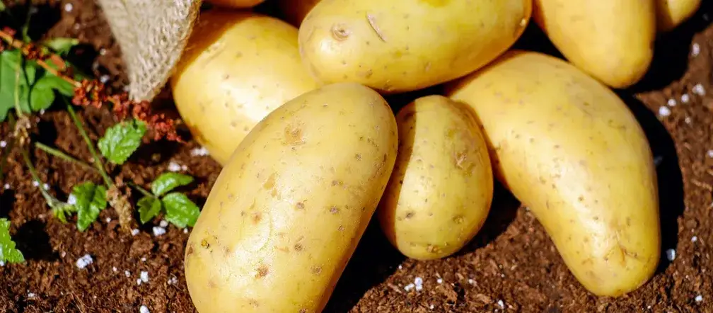 Jakie ziemniaki do sałatki jarzynowej? Odkryj najlepsze typy!