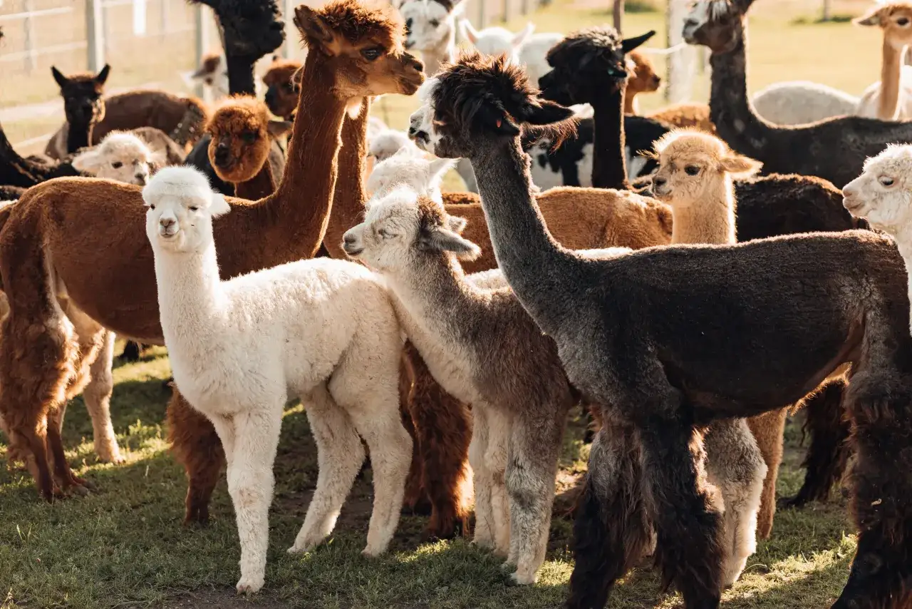 Grupa alpak w różnych kolorach, w tym biała, brązowa i czarna, pasąca się na trawie.