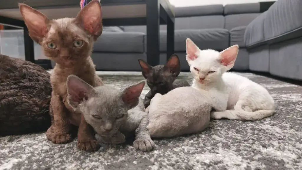 Czarny Devon Rex - wyjątkowy kot o niezwykłym charakterze i pielęgnacji