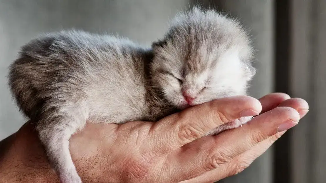 Jak wyglądają małe kotki? Odkryj ich urokliwe cechy i zachowania