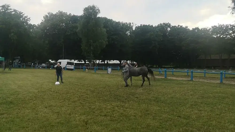Stadnina koni Tarnów - historia, usługi i wyjątkowe wydarzenia jeździeckie