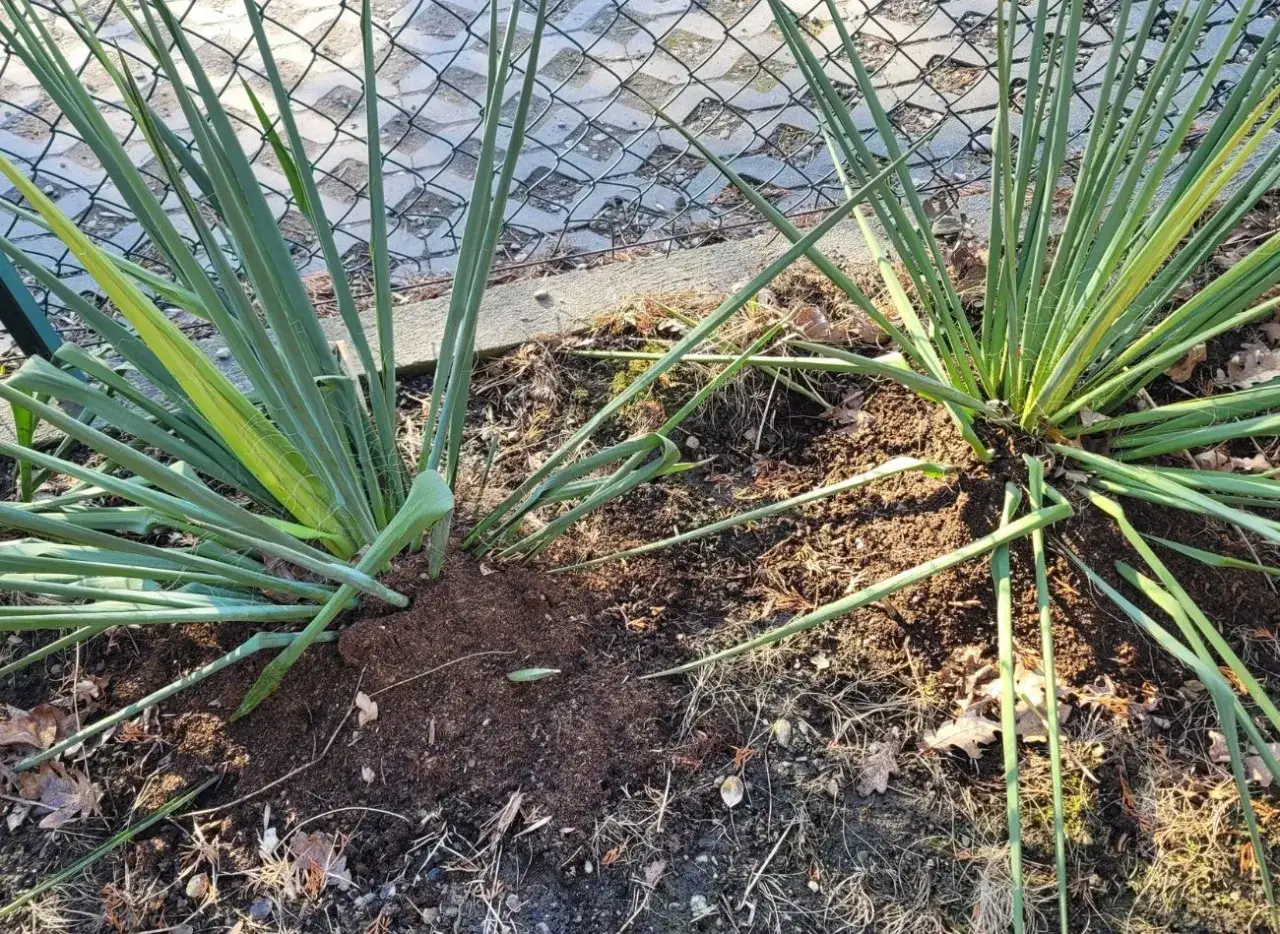 Jak pielęgnować jukę ogrodową, aby uniknąć problemów z jej wzrostem