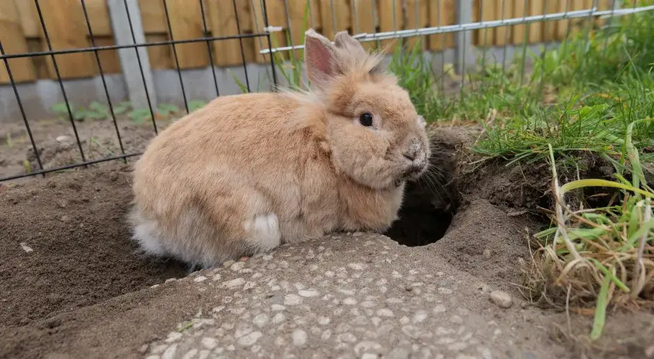Dlaczego królik gubi sierść? Poznaj przyczyny i rozwiązania problemu