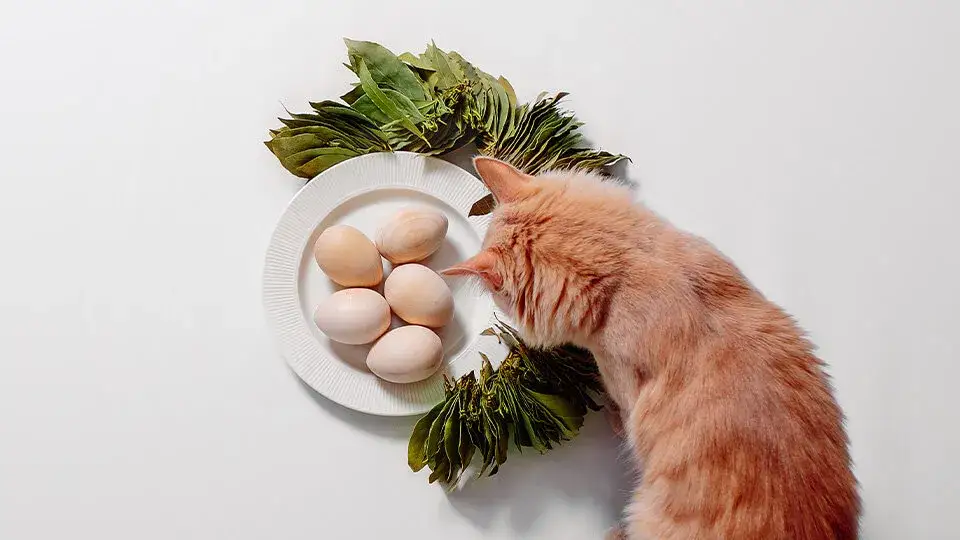 Czy koty mogą jeść surowe jajka? Poznaj ryzyko i bezpieczne alternatywy