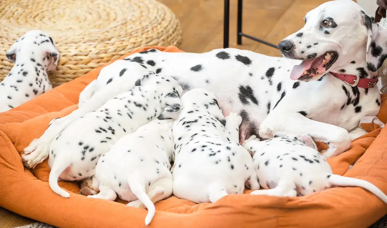 Skuteczne sposoby na pobudzenie laktacji u suki i zdrowie szczeniąt