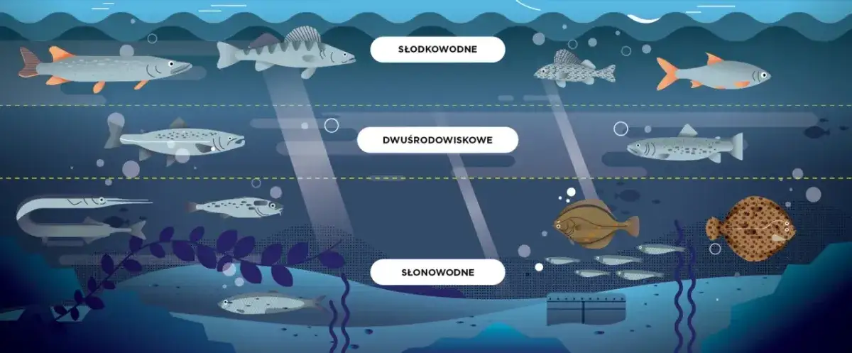 Jakie ryby są w Bałtyku? Odkryj nieznane gatunki i ich znaczenie