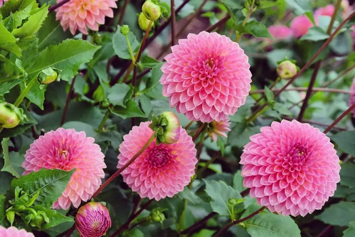 Georginie: Kiedy sadzić do gruntu, by kwitły obficie?