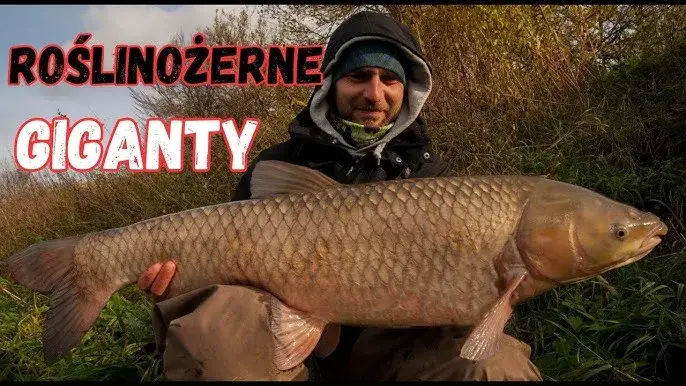 Amur ryba czym się żywi - poznaj sekrety diety amura w naturze