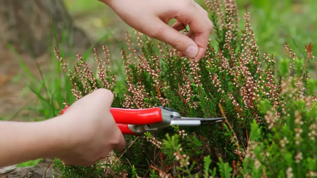 Przycinanie wrzosów na wiosnę. Dłonie z sekatorami pielęgnują kwitnące wrzosy, przygotowując je do nowego sezonu.
