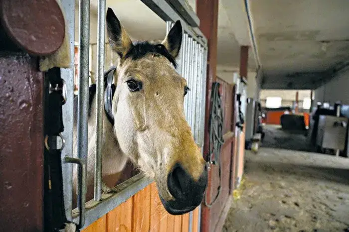 Klikowa stadnina - historia, hodowla koni i niezapomniane doświadczenia