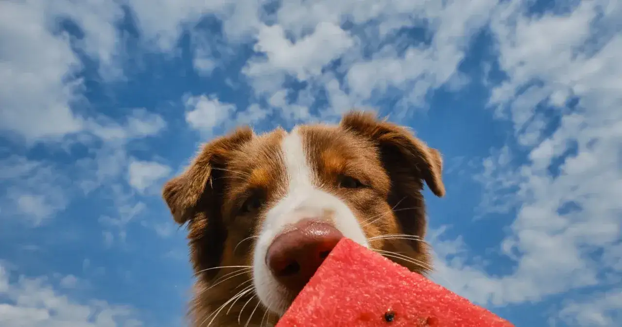Czy pies może jeść owoce? Bezpieczne i toksyczne opcje dla psów