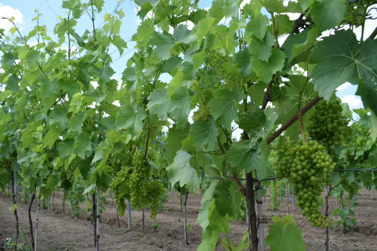 Zielona plantacja winogron z młodymi kiściami owoców, gotowymi do dojrzewania.