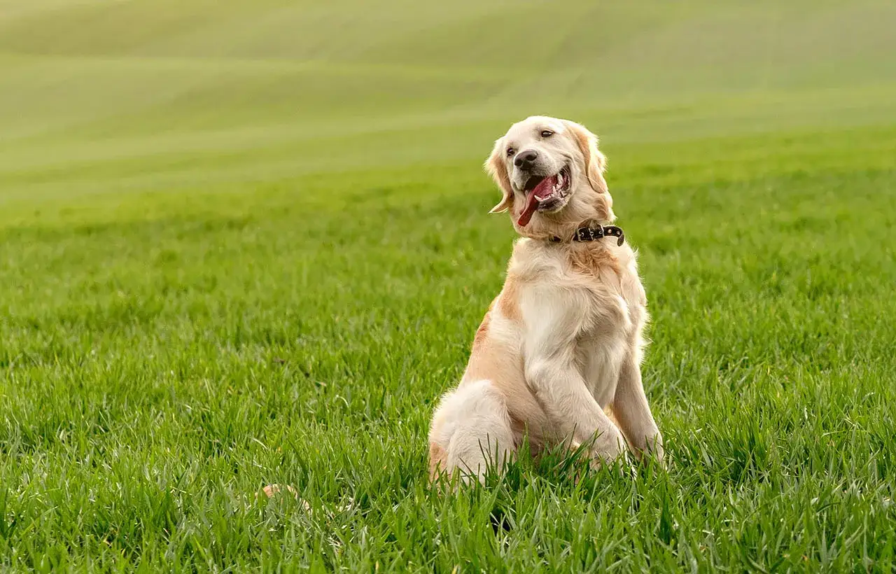 Golden retriever w domu czy na podwórku – co zapewni mu lepsze życie?