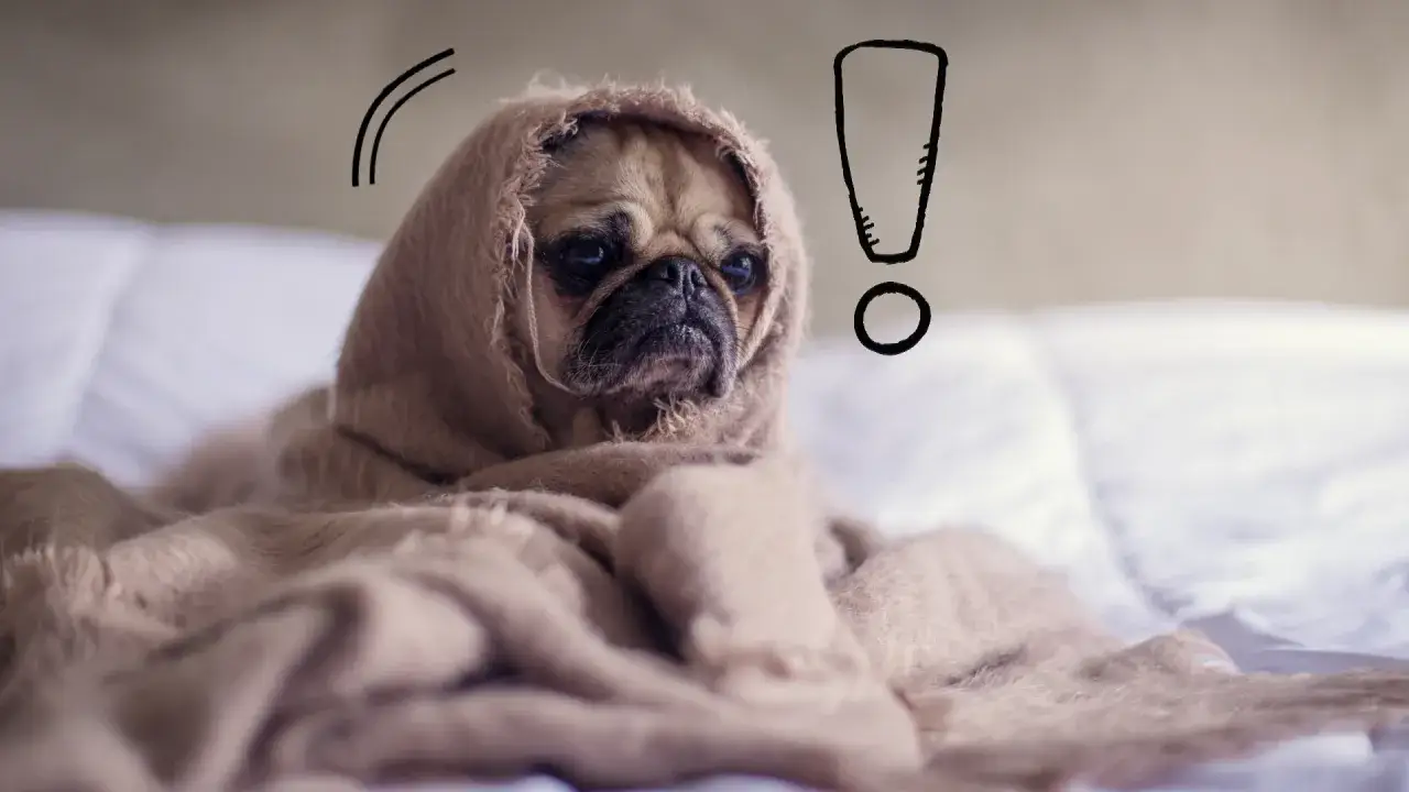 Szczeniak po szczepieniu objawy: co jest normalne, a co nie?