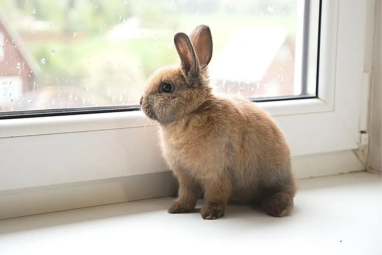 Brązowy króliczek siedzi na parapecie i patrzy przez okno.