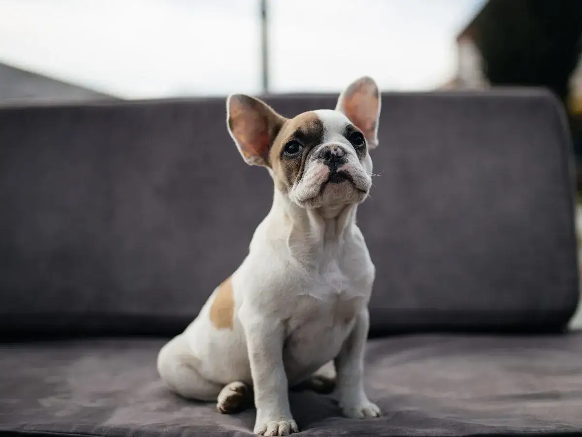 Buldog francuski ma sierść czy włosy? Odkryj prawdę o jego futrze