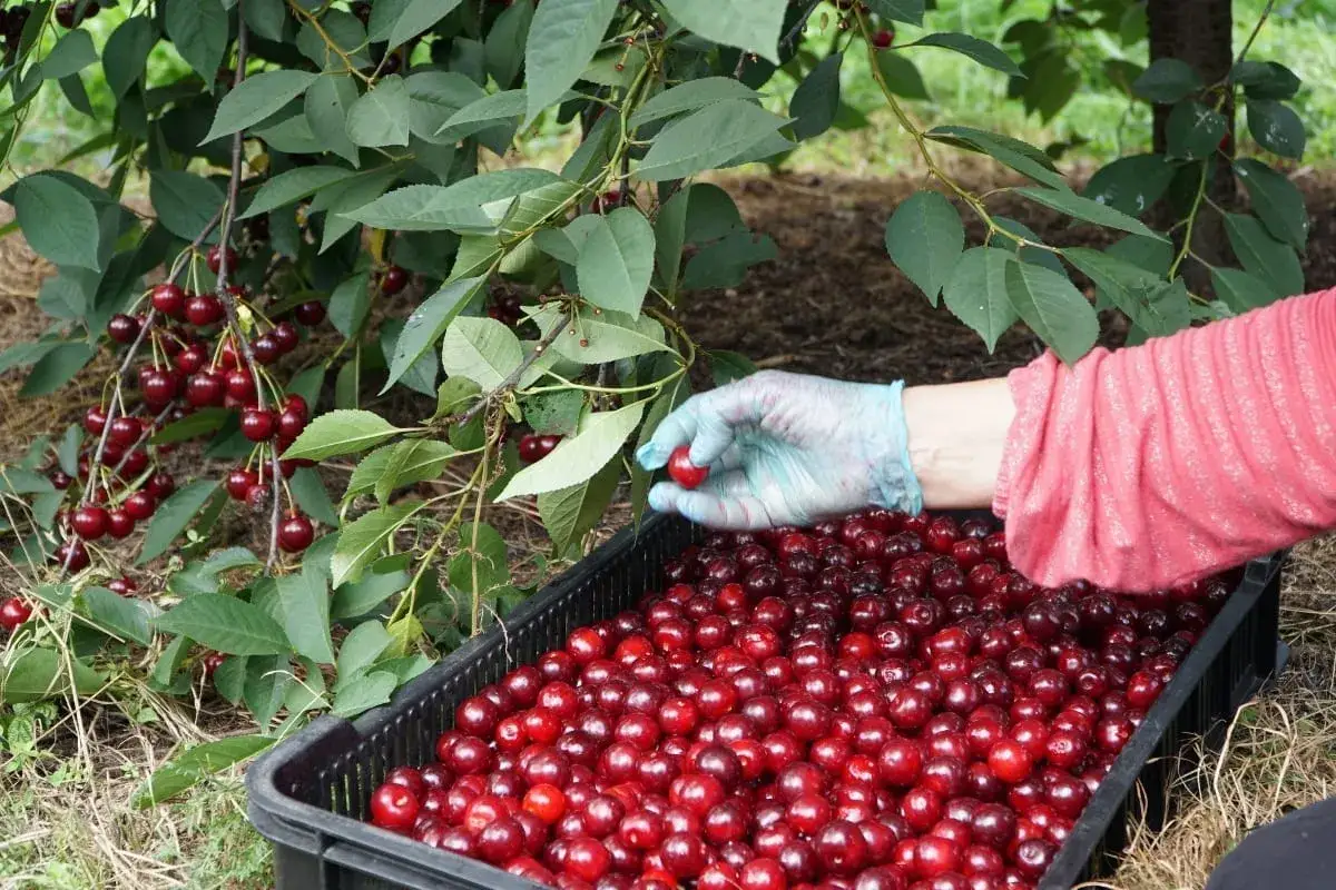 Kiedy sezon na wiśnie? Poznaj daty i najlepszy czas na zbiór